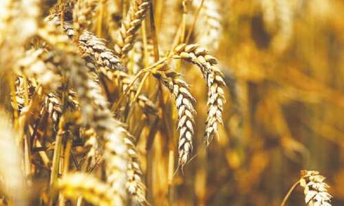 Wheat’s political blame game Wheat’s political blame game