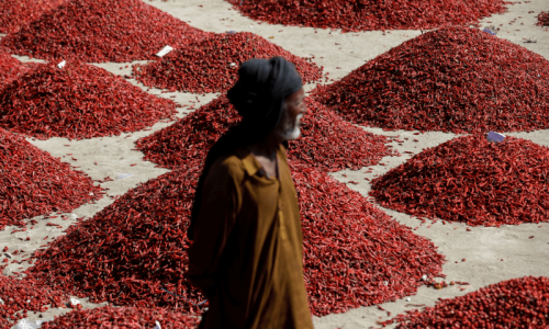First heat, then floods wipe out farms in Pakistan's chili capital