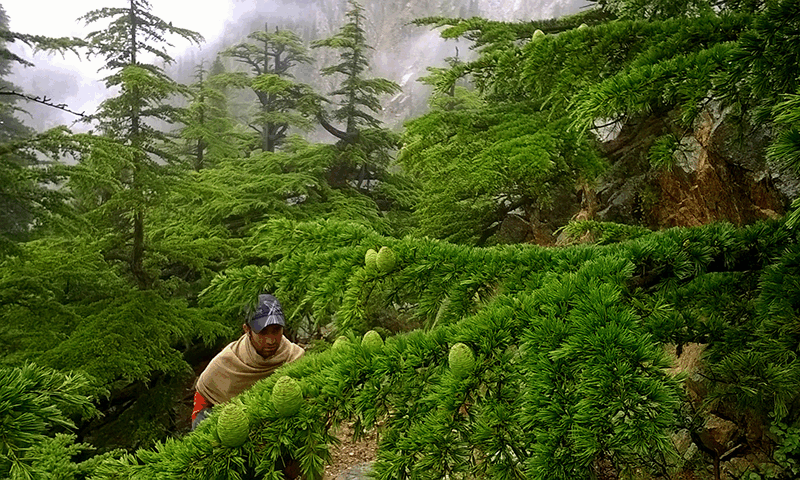 کالاش کی رمبور گھاٹی: بہوک چھت کی گمشدہ راہیں اور ایک ڈائن ندی