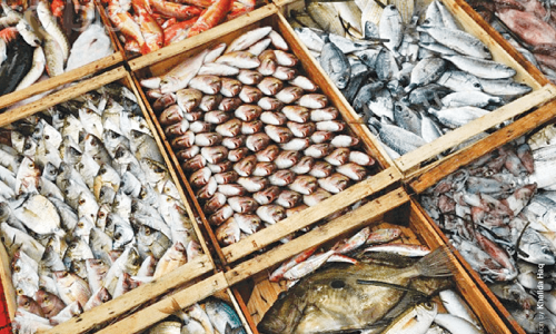 ‘Fishing’ for exports ‘Fishing’ for exports