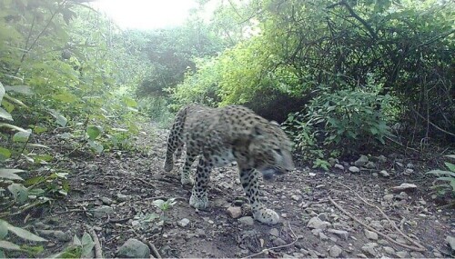 Call for setting up forum to solve leopard-human encounter issue Call for setting up forum to solve leopard-human encounter issue