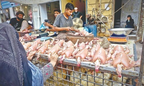 Chicken meat may cross beef price as feed crisis sees no end Chicken meat may cross beef price as feed crisis sees no end
