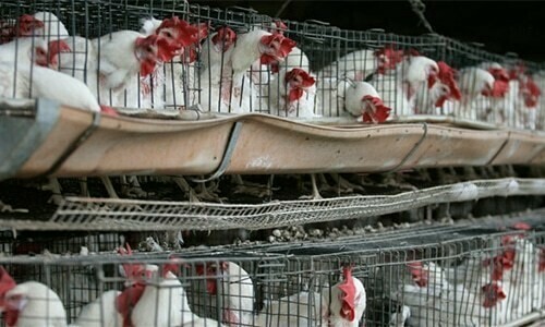 Poultry prices drop as govt releases feed consignments
