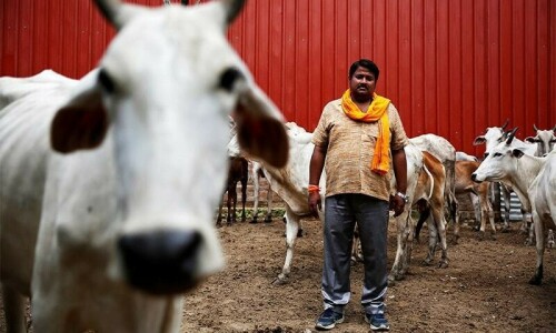 Cow dung protects from radiation, claims Indian court Cow dung protects from radiation, claims Indian court