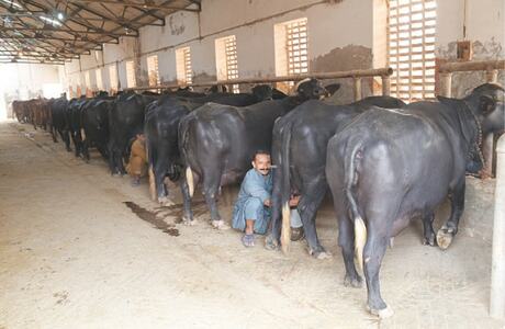 Supporting the dairy industry