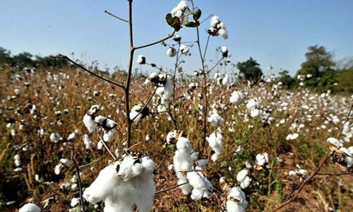 Low cotton production to put more burden on forex reserves Low cotton production to put more burden on forex reserves