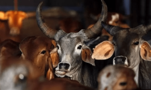 Indian govt body calls for celebrating Feb 14 as &lsquo;cow hug day&rsquo;