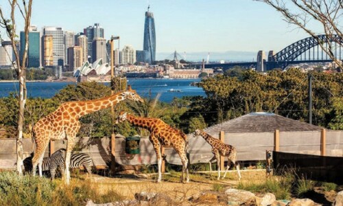 Viewing animals up close