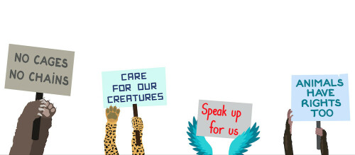 Misunderstood by humans, Pakistan&rsquo;s wild animals may need a press club of their own