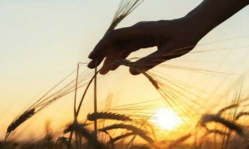 185,000 families of capital to get free wheat flour