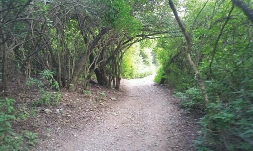 Islamabad&rsquo;s vanishing  forests