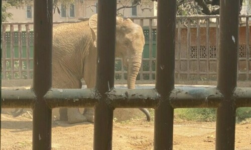 Hope for elephant Noor Jehan still alive as KMC allows foreign vets to visit Karachi Zoo Hope for elephant Noor Jehan still alive as KMC allows foreign vets to visit Karachi Zoo