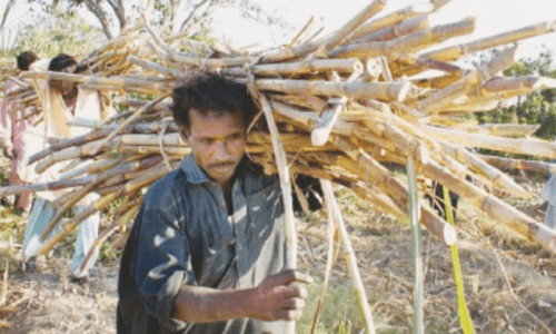 Agriculture: Sujawal’s changing landscape Agriculture: Sujawal’s changing landscape