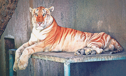 Karachi zoo suffers fourth big cat fatality in three years Karachi zoo suffers fourth big cat fatality in three years