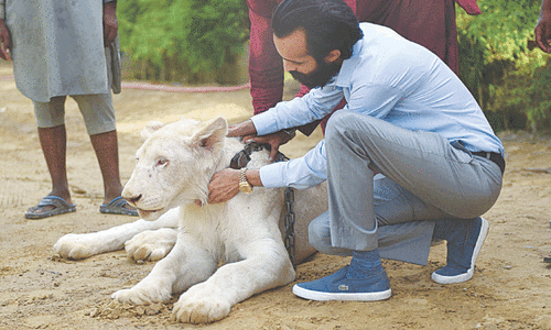 Do we have enough laws to protect wild, exotic animals?
