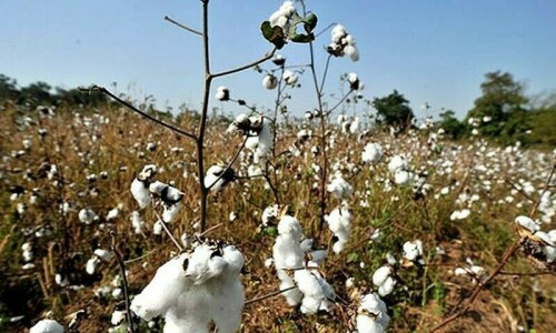 Pakistan sees lowest output of cotton in four decades Pakistan sees lowest output of cotton in four decades