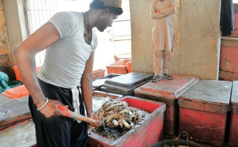 The ecological balance of Manchhar Lake is under threat as fishermen continue to catch young fish