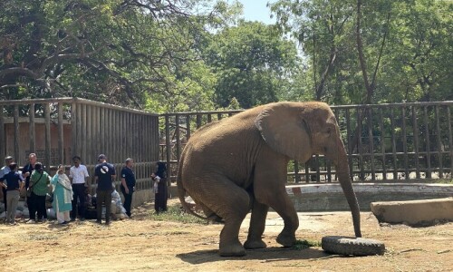 There is hope for ailing elephant Noor Jehan but her survival hangs by a thread