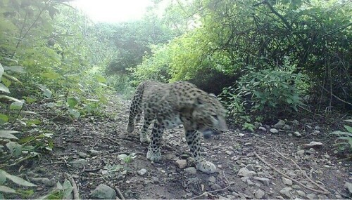 Leopards kill 30 goats in Kaghan village Leopards kill 30 goats in Kaghan village