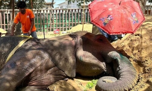 Elephant Noor Jehan &lsquo;weak, exhausted&rsquo; a day after fall at Karachi Zoo