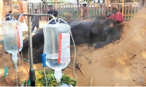 Partially paralysed hind leg endangers Noor Jehan’s life Partially paralysed hind leg endangers Noor Jehan’s life