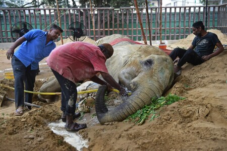 Ailing Karachi Zoo elephant Noor Jehan may be euthanised after collapsing Ailing Karachi Zoo elephant Noor Jehan may be euthanised after collapsing