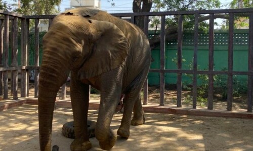 After elephant Noor Jehan&rsquo;s death, authorities plan to relocate her pen pal Madhubala to Safari Park