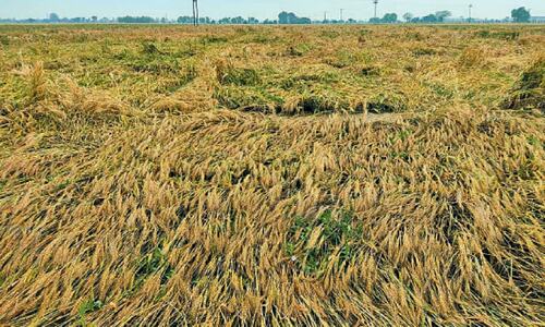 Heavy rains, hailstorms destroyed wheat worth Rs23bn