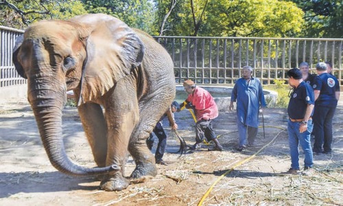 Elephant Noor Jehan&rsquo;s condition improves after treatment