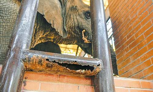 Business as usual at Karachi zoo despite mounting concerns over Noor Jehan’s survival Business as usual at Karachi zoo despite mounting concerns over Noor Jehan’s survival