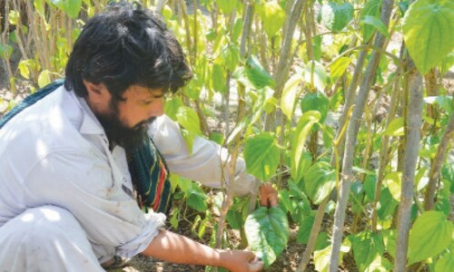 Agriculture: Growing local paan Agriculture: Growing local paan