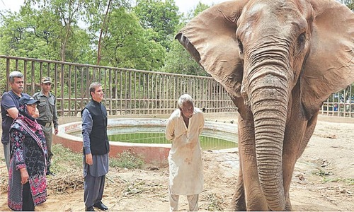 Administrator visits zoo to check on elephant Noor Jehan