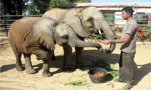 WWF-P urges govt to set up independent body to manage Karachi Zoo