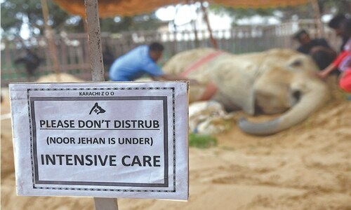 Experts looking into option of euthanasia for Noor Jehan