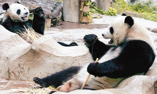 Panda on loan from China dies in Thailand aged 21