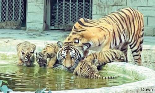 Four cubs of Bengal tigress make first public appearance