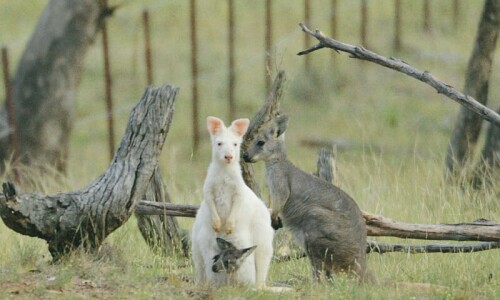 &lsquo;Mini kangaroos&rsquo; hop back after 100 years in Australia