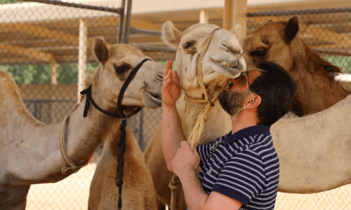 Dubai camel cloning caters to races, beauty pageants Dubai camel cloning caters to races, beauty pageants