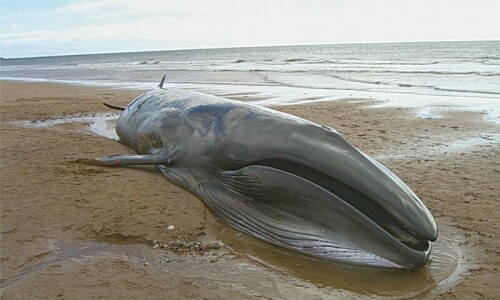 Dead blue whale sighted near Jiwani Dead blue whale sighted near Jiwani