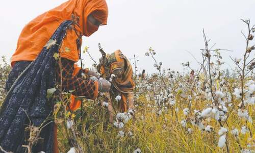 Punjab plans cotton revival to cut imports Punjab plans cotton revival to cut imports