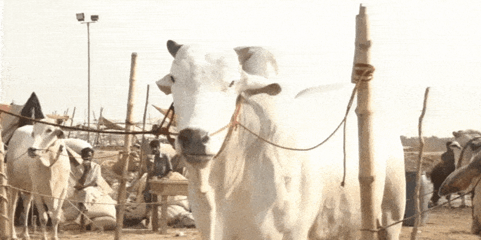 Karachi&rsquo;s futuristic cow mandi struggles to attract crowds of yesteryears