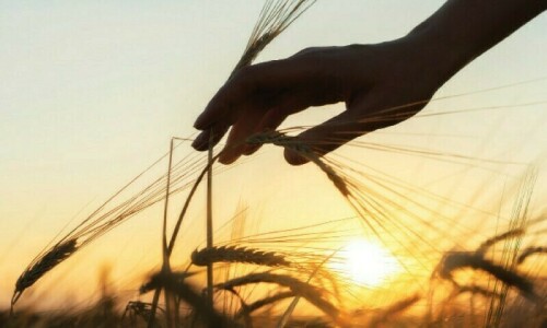 Pakistan&rsquo;s wheat yield may decline 16pc due to climate change
