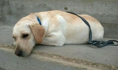 Policeman among five booked in Karachi for killing dog of rare breed