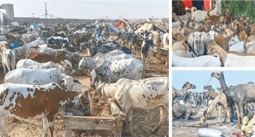 A 40-day soirée in tent city on Karachi’s Northern Bypass — for animals A 40-day soirée in tent city on Karachi’s Northern Bypass — for animals