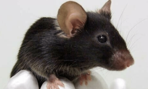 Mouse heads found in canteen lunch boxes in China highlight food safety concerns Mouse heads found in canteen lunch boxes in China highlight food safety concerns