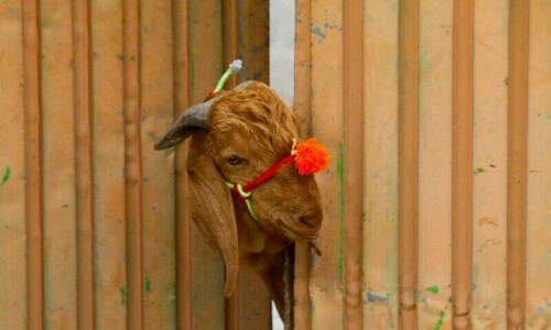 In pictures: Muslims across the world celebrate Eidul Azha