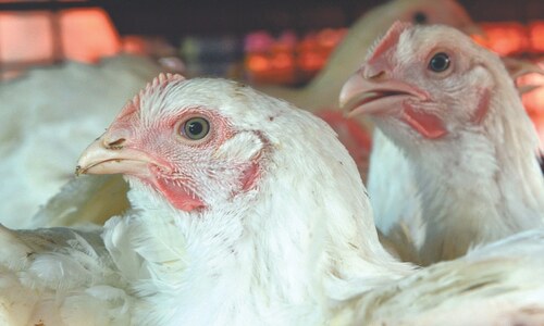 Reversing trend, chicken prices soar on the eve of meaty Eid Reversing trend, chicken prices soar on the eve of meaty Eid