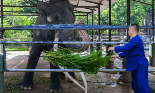 Neglected elephant touches down in Thai homeland after flight