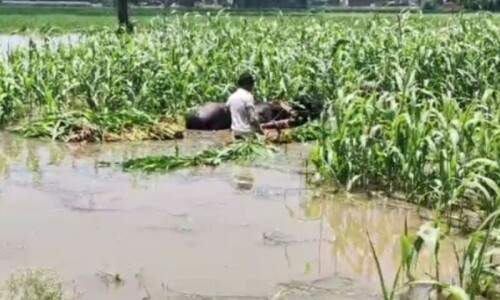 Rescue operation under way after water from Sutlej floods villages near Kasur district: PDMA Rescue operation under way after water from Sutlej floods villages near Kasur district: PDMA