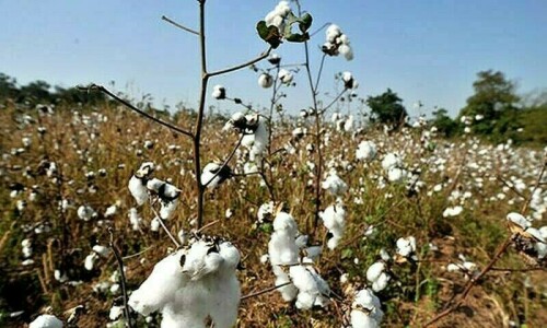 Agriculture: Lint is losing out to sugar Agriculture: Lint is losing out to sugar